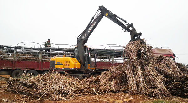 寶鼎輪式挖掘機(jī)甘蔗裝車(chē).jpg